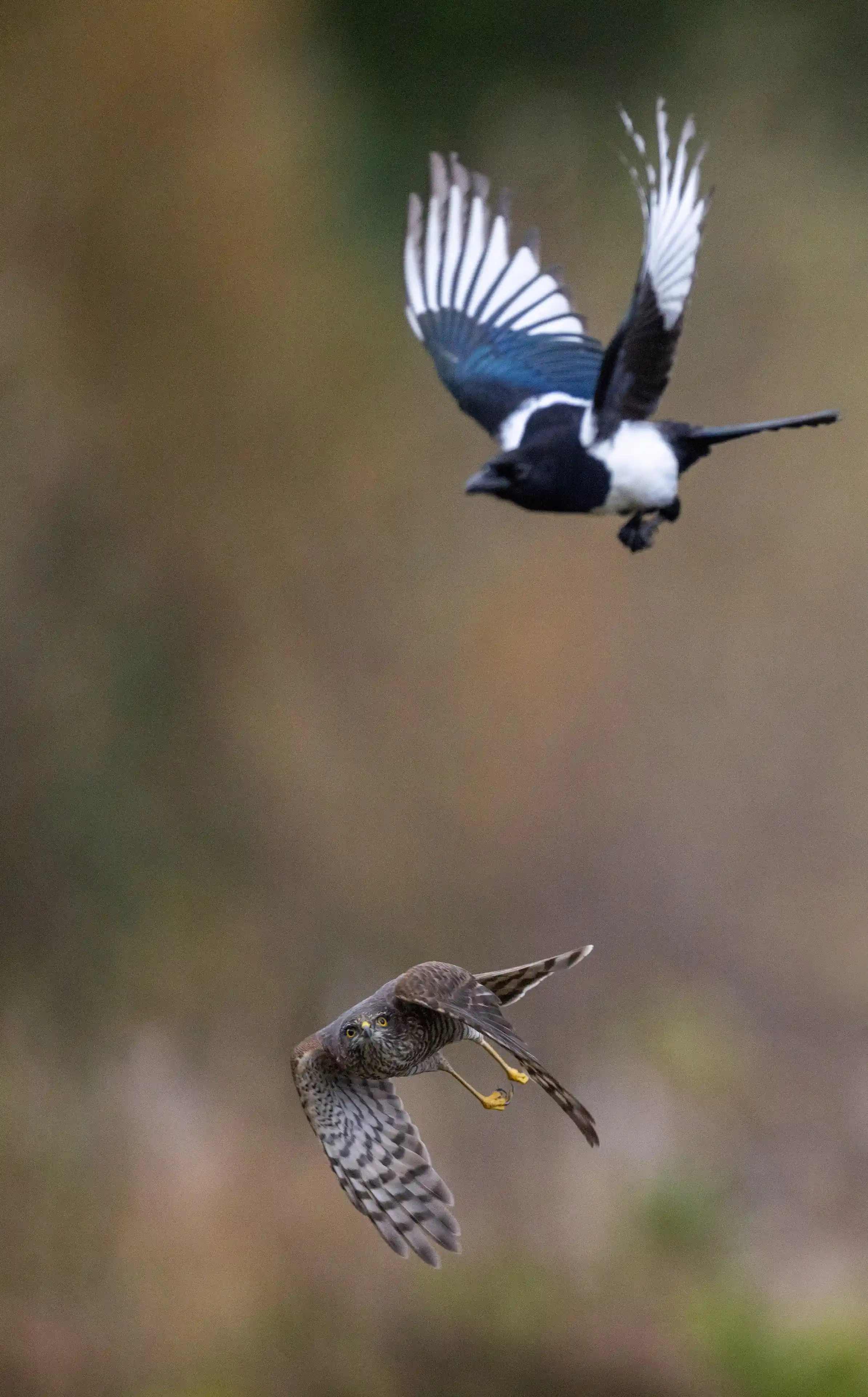 Autumn Norway gallery image 21